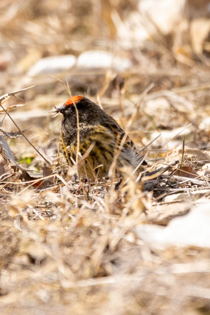 Fire-fronted Serin (Serinus pusillus) — photo 3 of 4