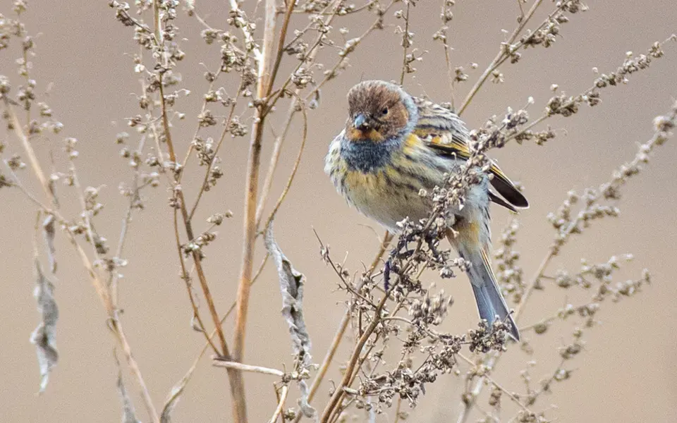 Fire-fronted Serin (Serinus pusillus) — photo 4 of 4