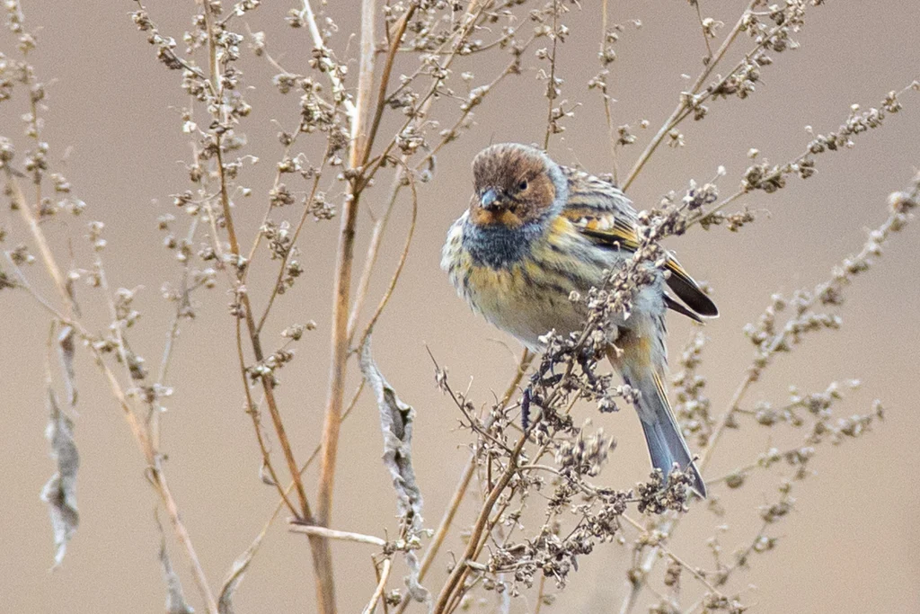 Fire-fronted Serin (Serinus pusillus) — photo 4 of 4