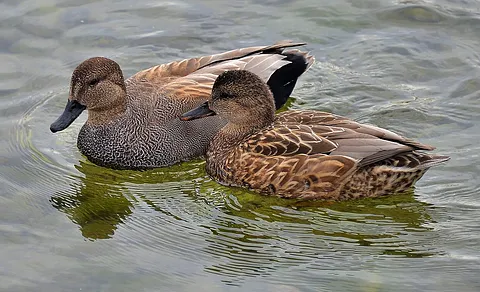 Gadwall (Mareca strepera) — photo 2 of 4