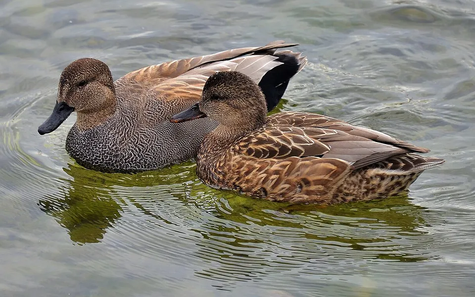 Gadwall (Mareca strepera) — photo 2 of 4