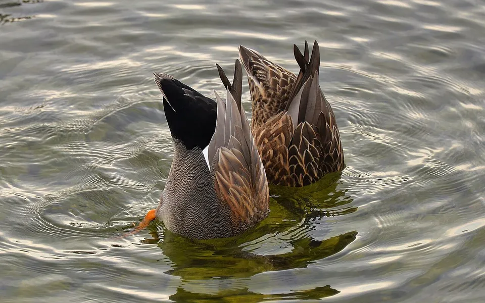 Gadwall (Mareca strepera) — photo 3 of 4