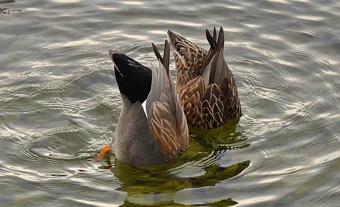 Gadwall (Mareca strepera) — photo 3 of 4