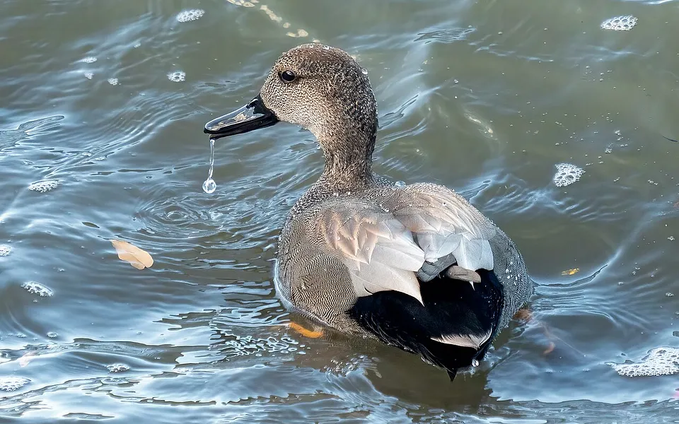 Gadwall (Mareca strepera) — photo 1 of 4