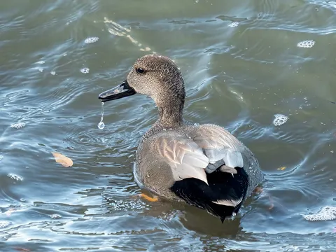 Gadwall