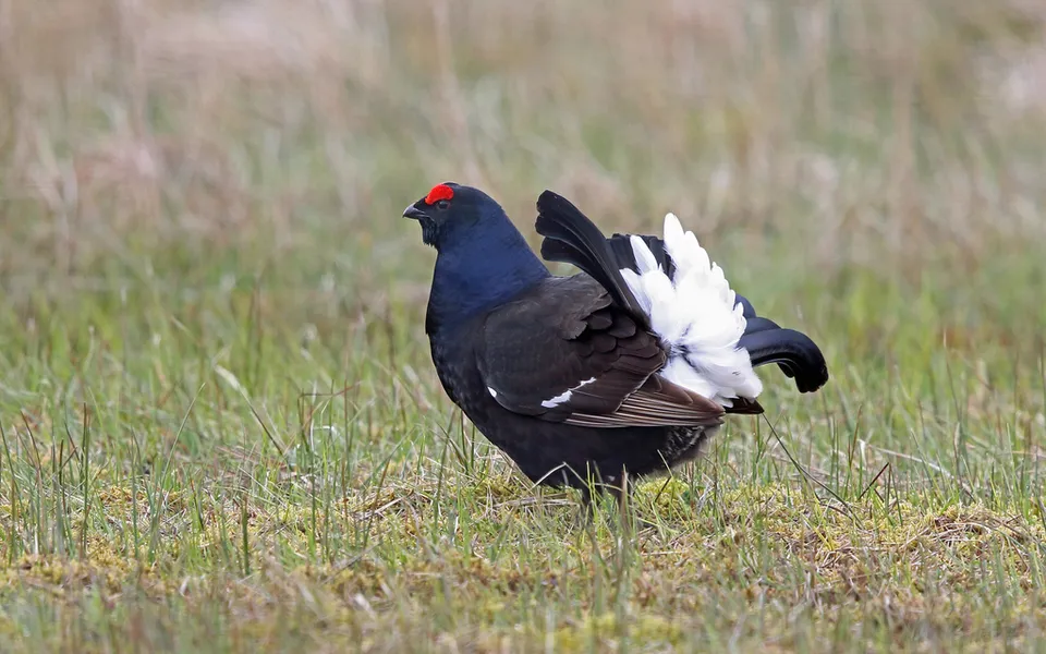 Black Grouse (Lyrurus tetrix) — photo 3 of 3