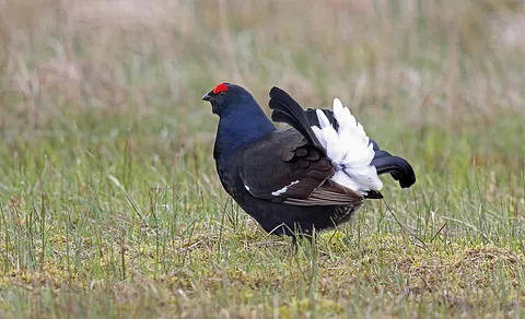 Black Grouse