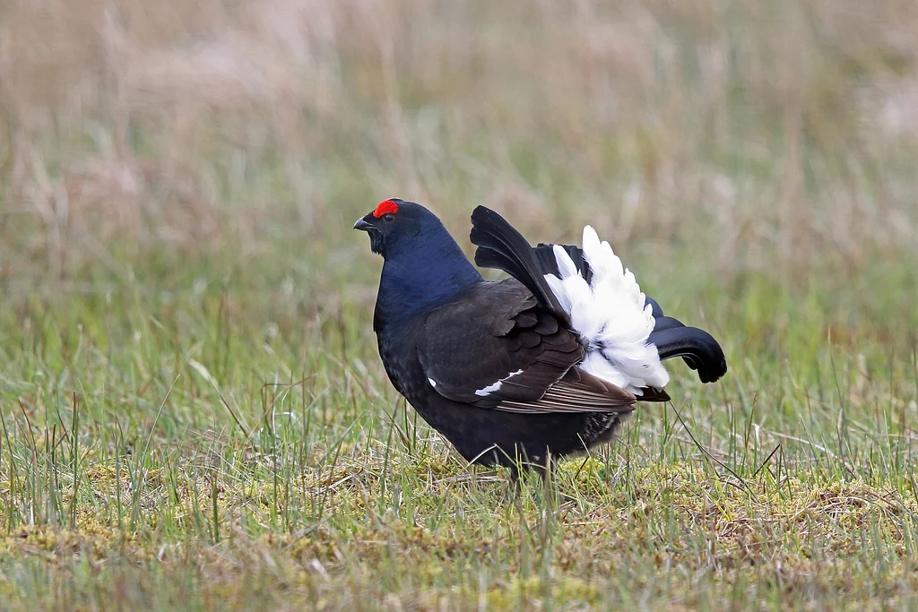 Black Grouse