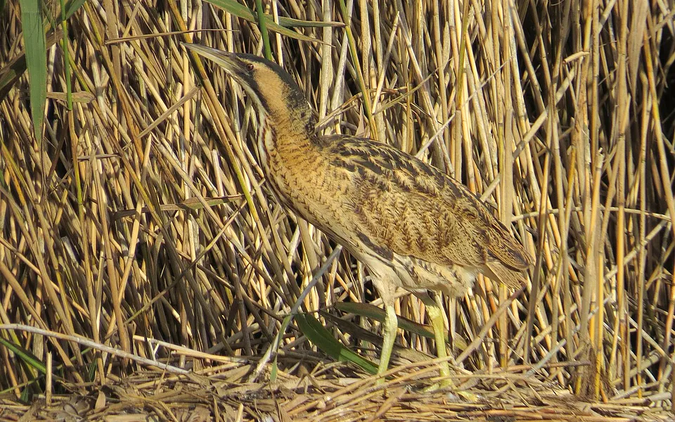 Eurasian Bittern (Botaurus stellaris) — photo 1 of 3