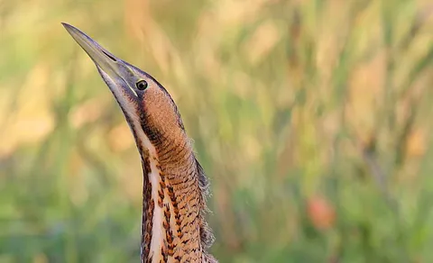 Eurasian Bittern (Botaurus stellaris) — photo 3 of 3