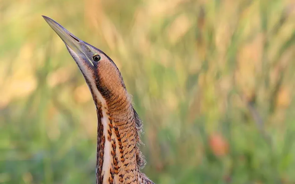 Eurasian Bittern (Botaurus stellaris) — photo 3 of 3