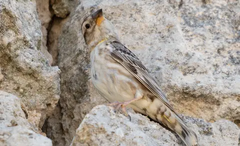 Rock Sparrow (Petronia petronia) — photo 3 of 5