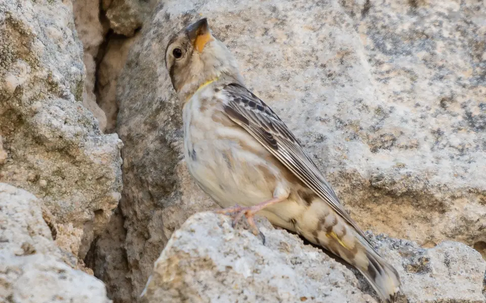 Rock Sparrow (Petronia petronia) — photo 3 of 5