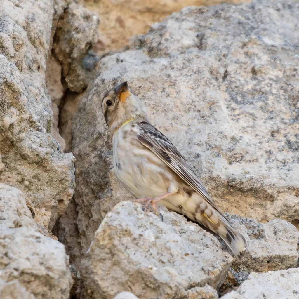 Rock Sparrow (Petronia petronia) — photo 3 of 5