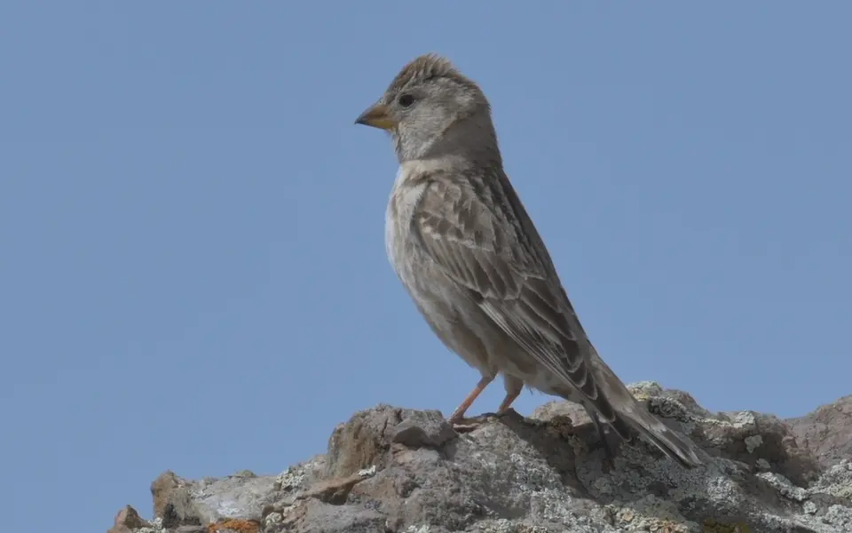 Rock Sparrow (Petronia petronia) — photo 4 of 5