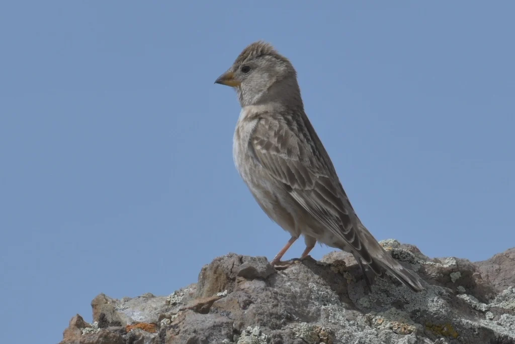 Rock Sparrow (Petronia petronia) — photo 4 of 5