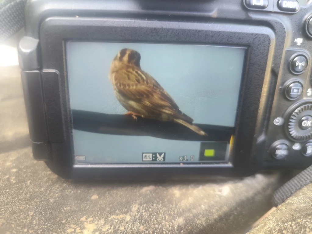 Rock Sparrow (Petronia petronia) — photo 5 of 5