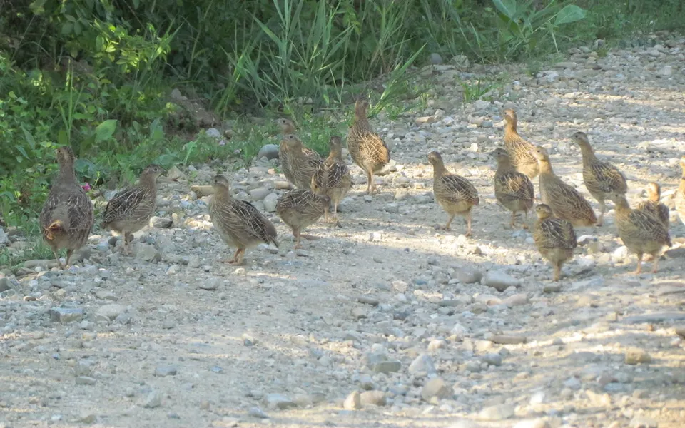 Gray Partridge (Perdix perdix) — photo 2 of 2
