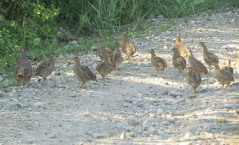 Gray Partridge