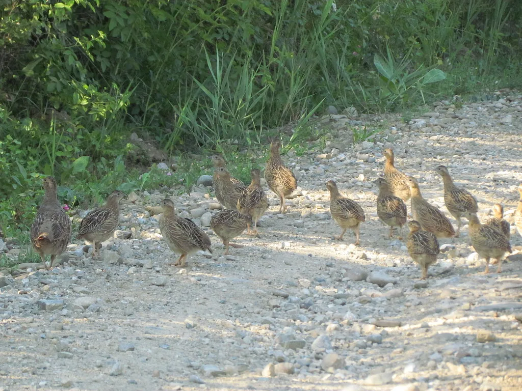 Gray Partridge