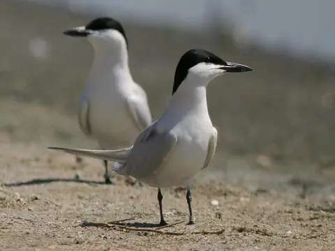 Gull-billed Tern