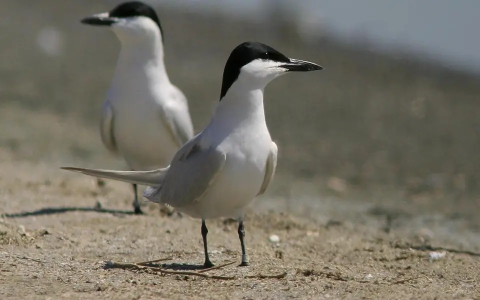 Gull-billed Tern (Gelochelidon nilotica) — photo 1 of 4