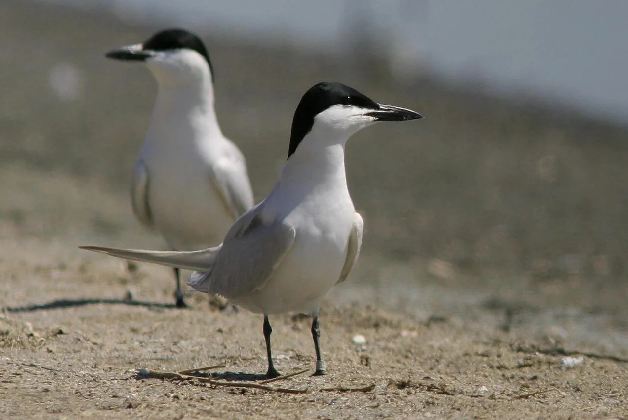 Gull-billed Tern (Gelochelidon nilotica) — photo 1 of 4