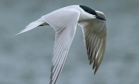 Gull-billed Tern (Gelochelidon nilotica) — photo 2 of 4