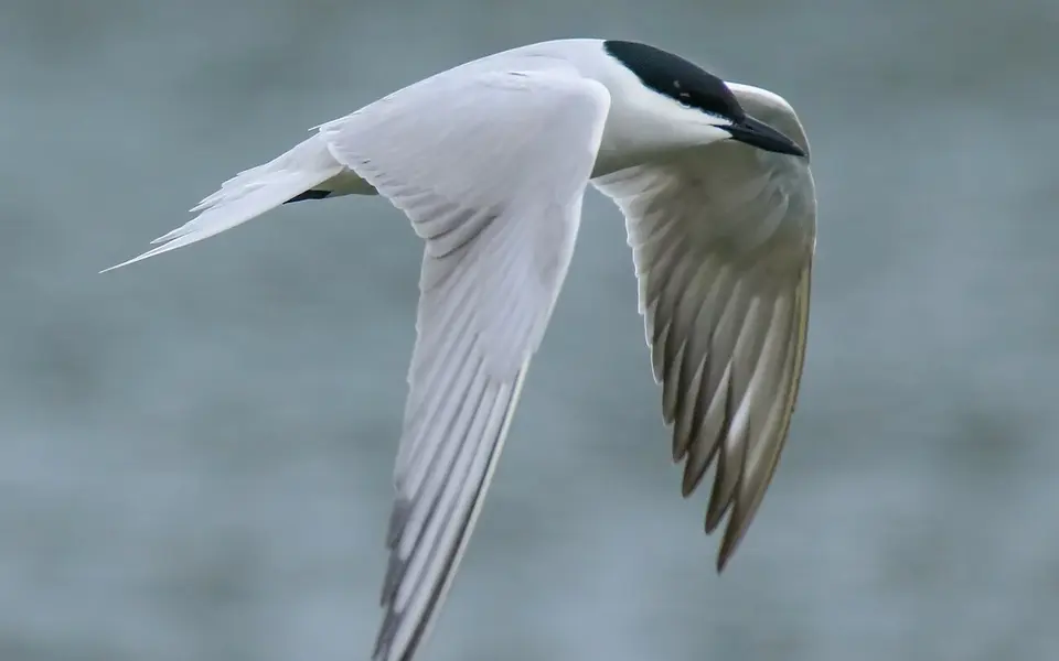 Gull-billed Tern (Gelochelidon nilotica) — photo 2 of 4