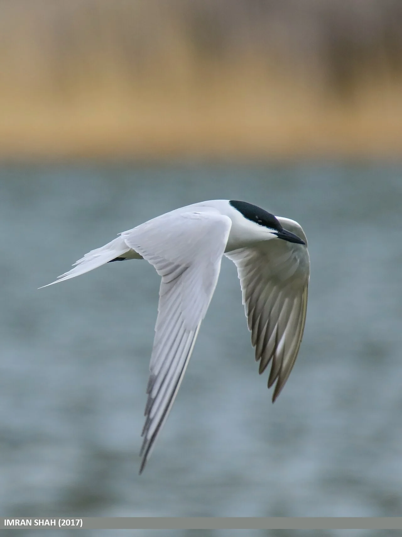 Gull-billed Tern (Gelochelidon nilotica) — photo 2 of 4