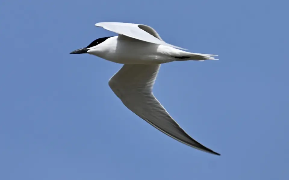 Gull-billed Tern (Gelochelidon nilotica) — photo 3 of 4