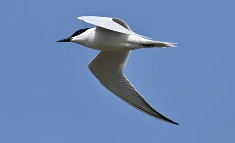 Gull-billed Tern (Gelochelidon nilotica) — photo 3 of 4