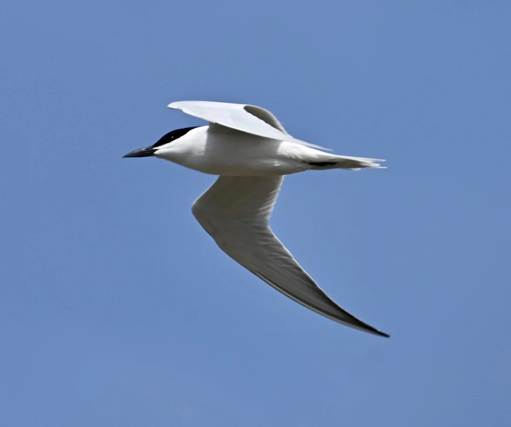Gull-billed Tern (Gelochelidon nilotica) — photo 3 of 4