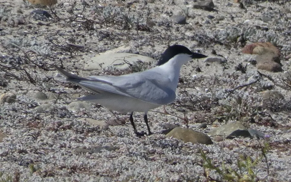 Gull-billed Tern (Gelochelidon nilotica) — photo 4 of 4