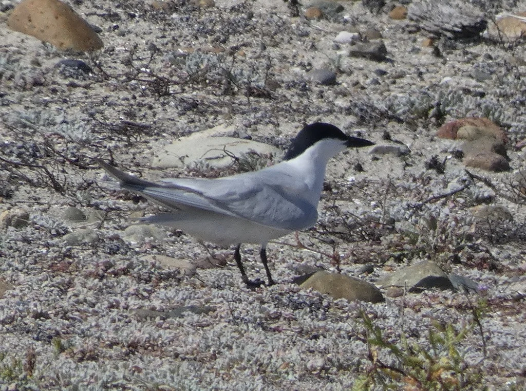 Gull-billed Tern (Gelochelidon nilotica) — photo 4 of 4