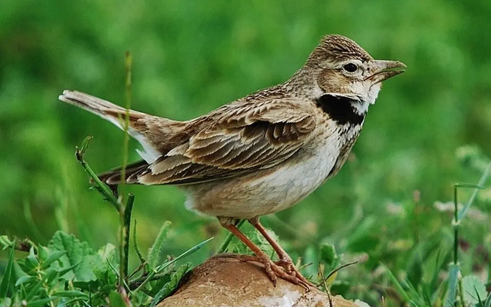 Calandra Lark (Melanocorypha calandra) — photo 3 of 3