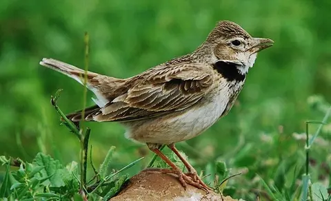 Calandra Lark (Melanocorypha calandra) — photo 3 of 3