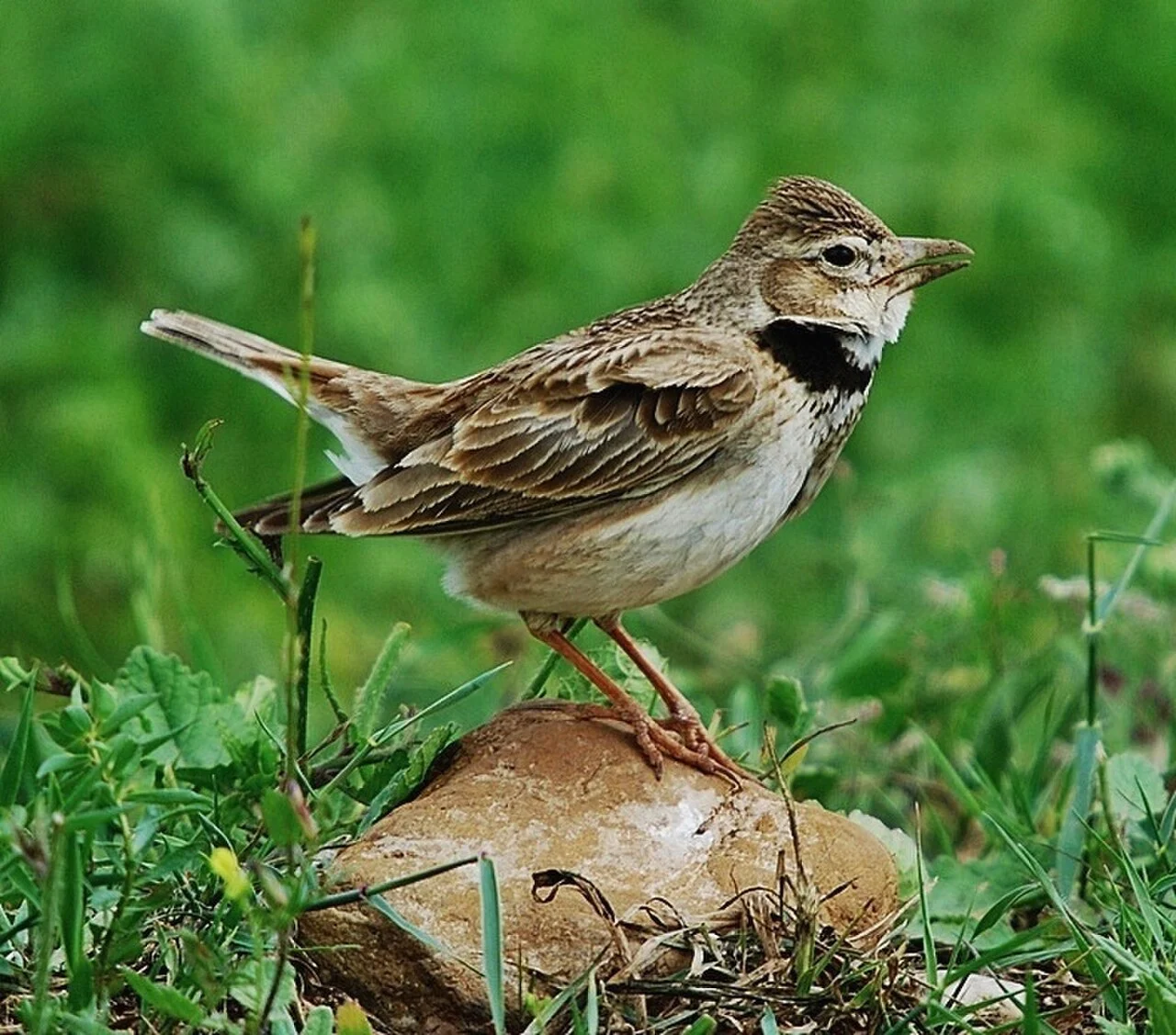 Calandra Lark (Melanocorypha calandra) — photo 3 of 3