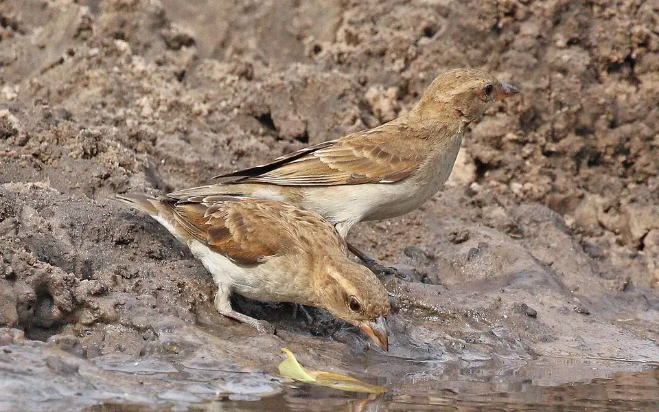 Rock Sparrow (Petronia petronia) — photo 2 of 5
