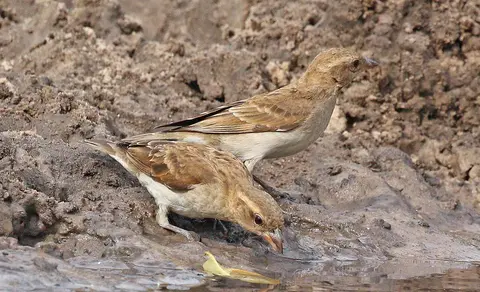 Rock Sparrow (Petronia petronia) — photo 2 of 5