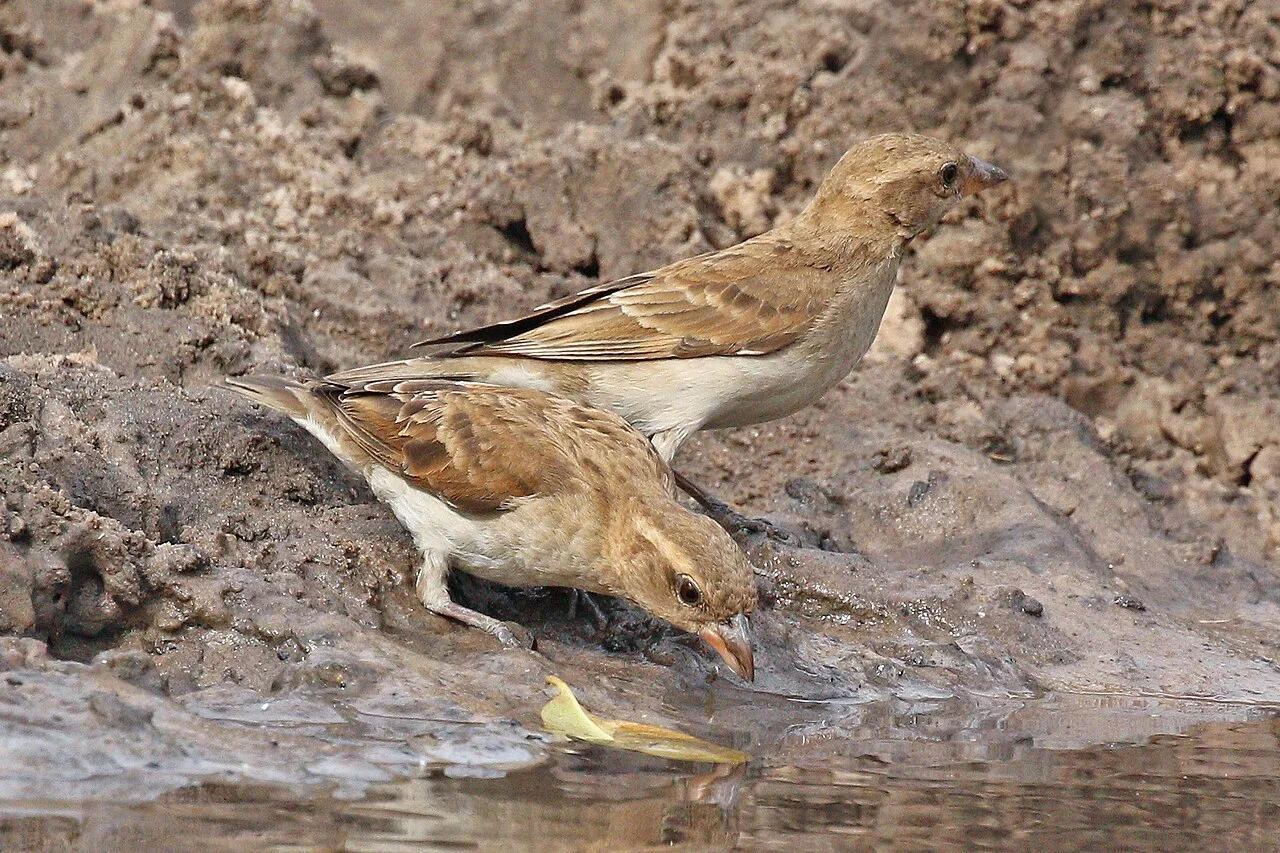 Rock Sparrow (Petronia petronia) — photo 2 of 5