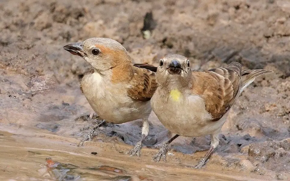 Rock Sparrow (Petronia petronia) — photo 1 of 5