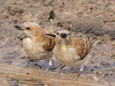 Rock Sparrow