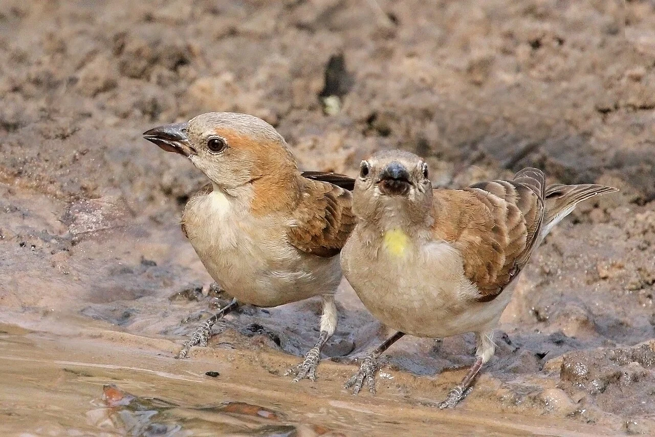 Rock Sparrow (Petronia petronia) — photo 1 of 5