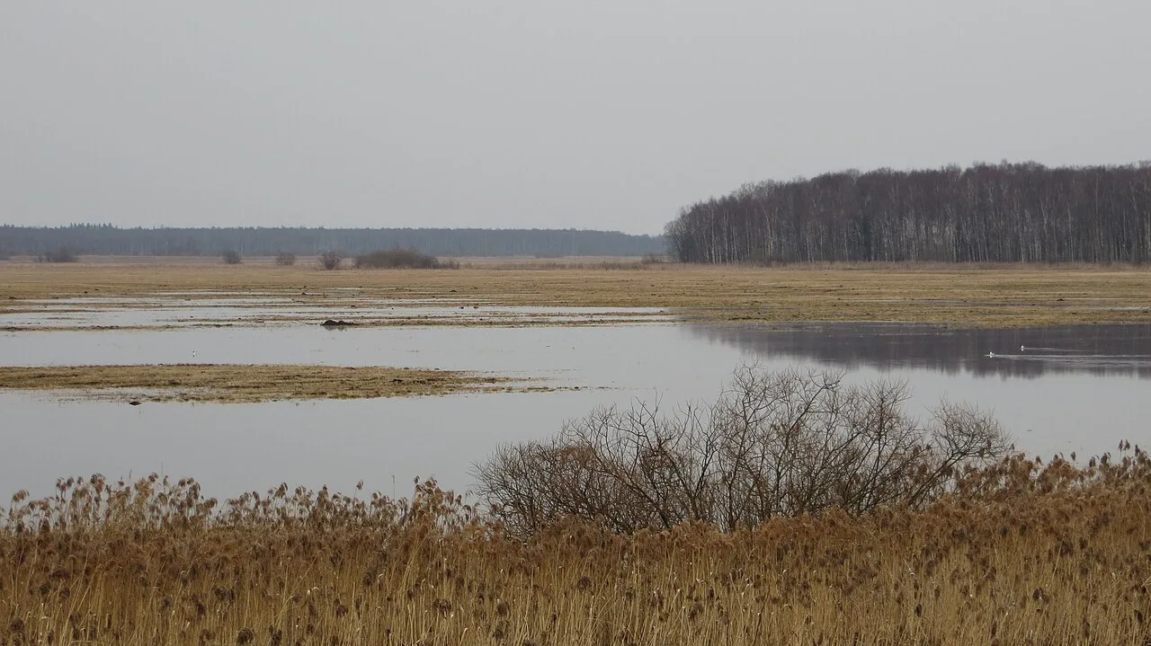 Zakaznik «Zhuravlinaya rodina» (Dubnenskiy bolotnyy massiv)