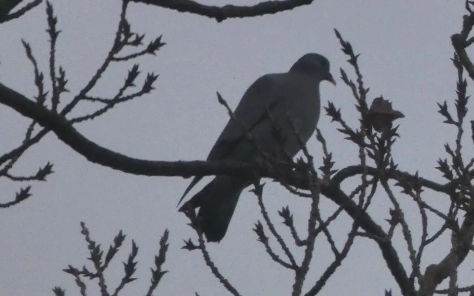 Stock Dove (Columba oenas) — photo 6 of 6