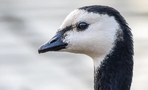Barnacle Goose (Branta leucopsis) — photo 3 of 4