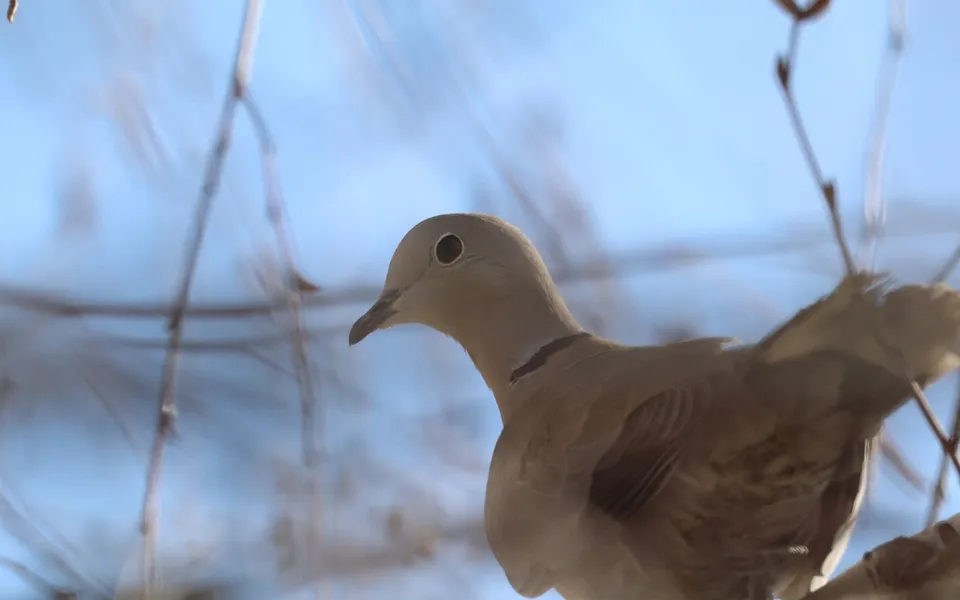 Eurasian Collared-Dove (Streptopelia decaocto) — photo 5 of 5