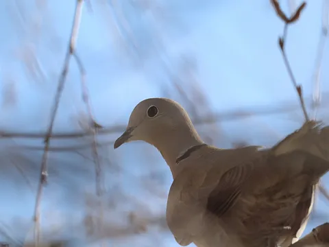 Кольчатая горлица