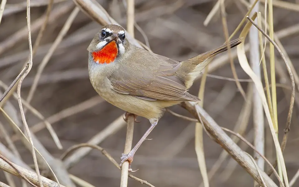 Siberian Rubythroat (Luscinia calliope) — photo 2 of 7